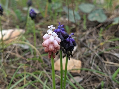 Muscari commutatum — photo