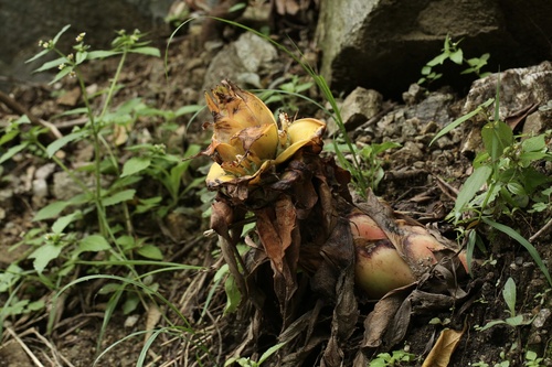 Musella lasiocarpa — photo