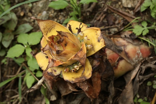 Musella lasiocarpa — photo