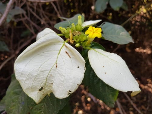Mussaenda afzelii — photo