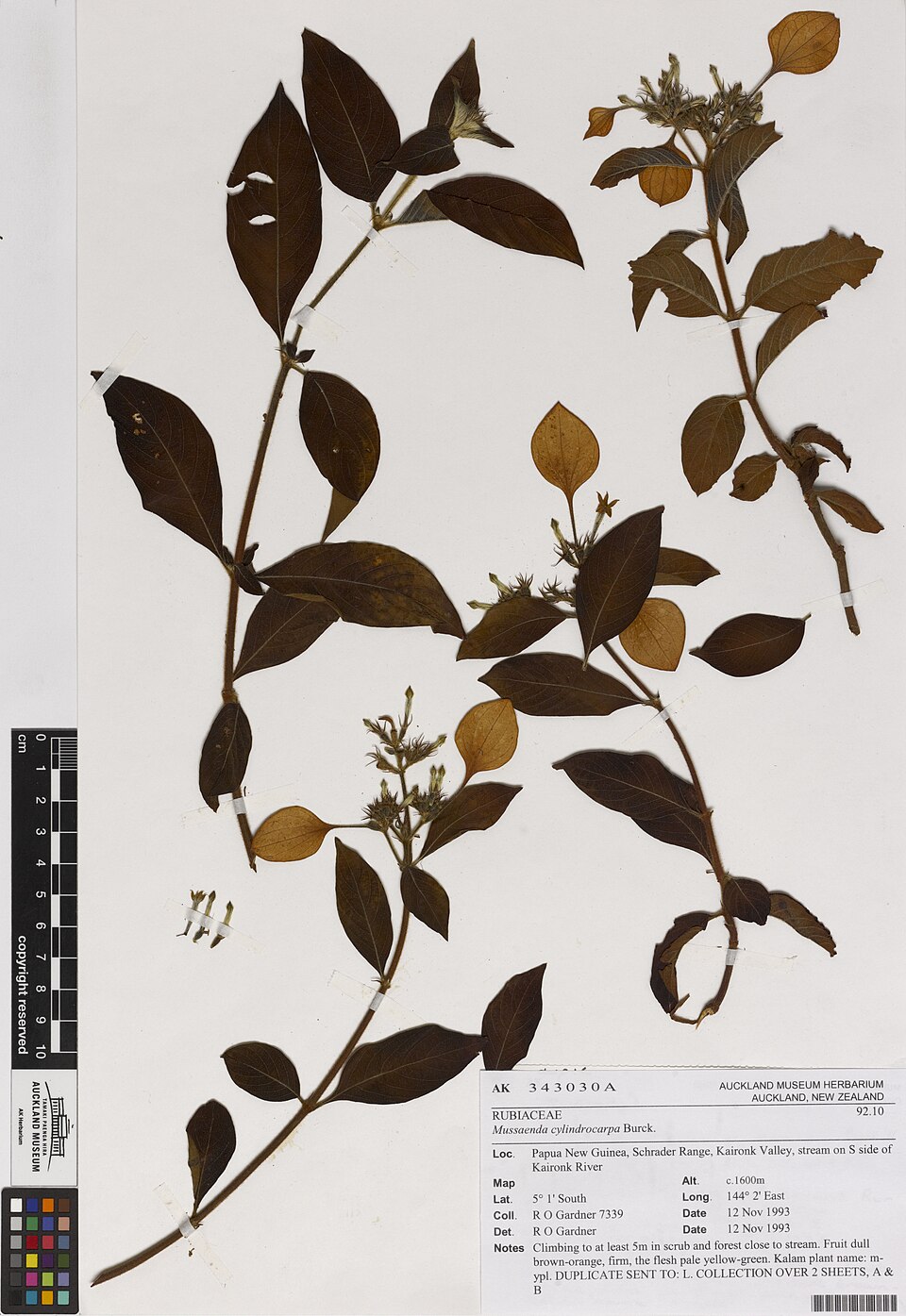 Mussaenda cylindrocarpa — photo