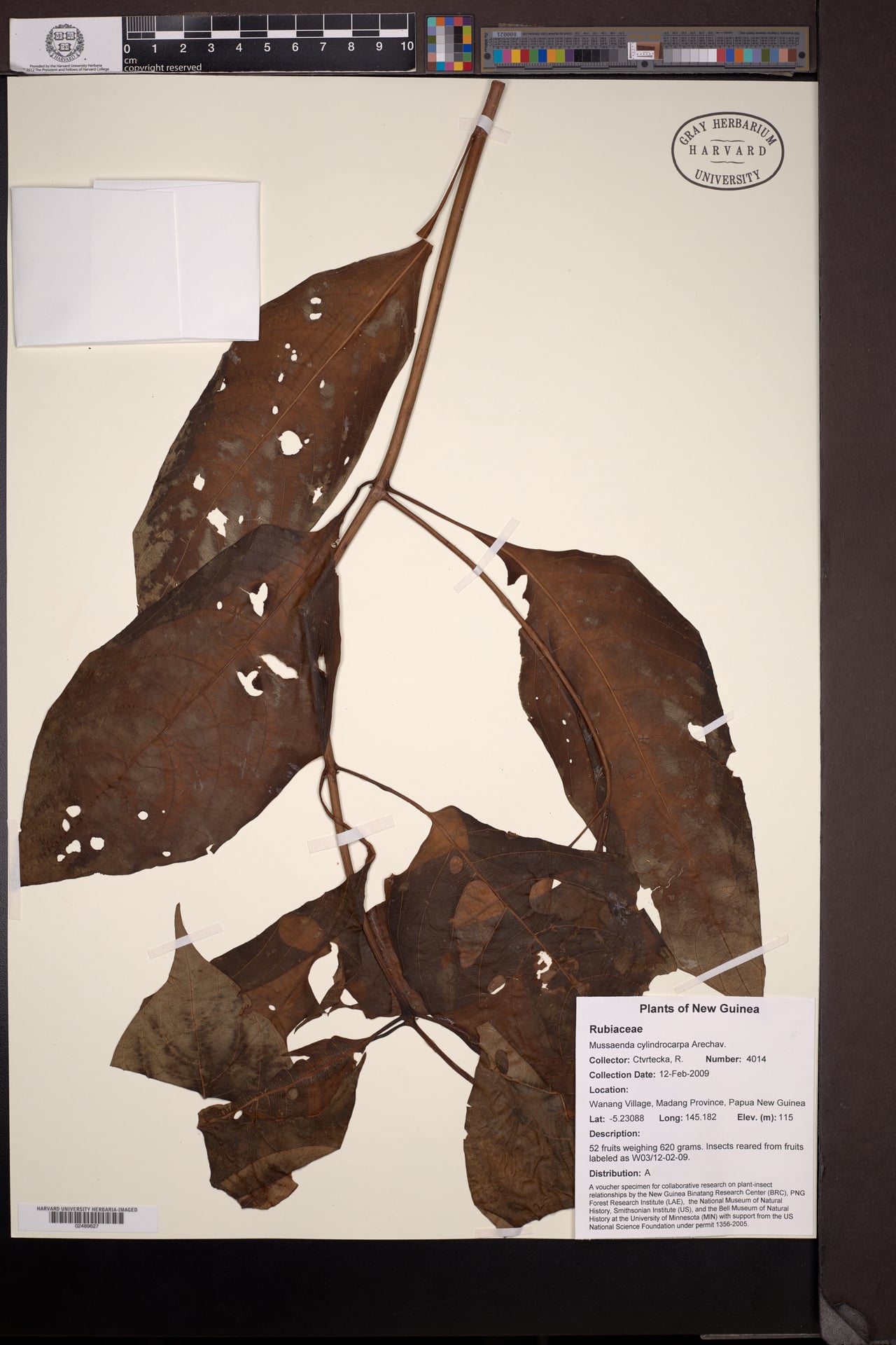 Mussaenda cylindrocarpa — photo