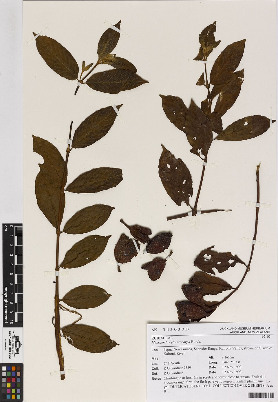 Mussaenda cylindrocarpa