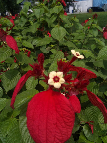 Mussaenda erythrophylla (Red mussaenda) — photo