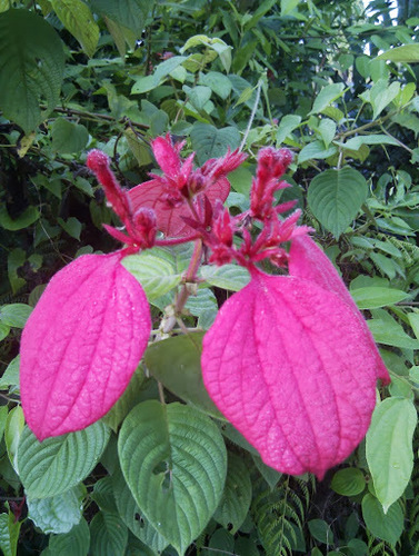 Mussaenda erythrophylla (Red mussaenda) — photo