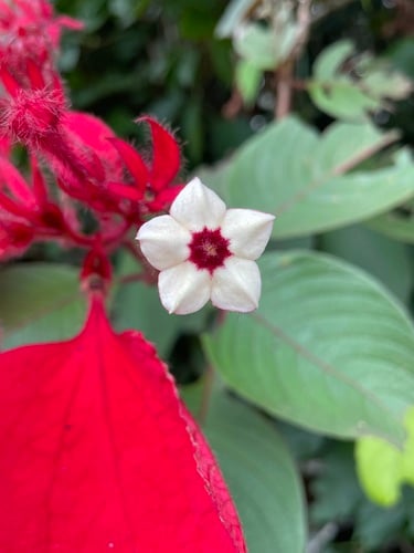 Mussaenda erythrophylla
