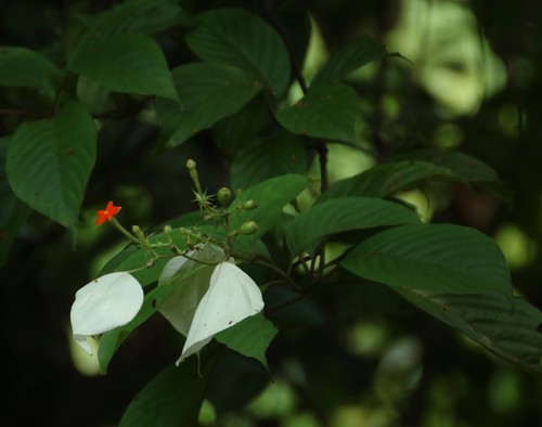 Mussaenda glabrata