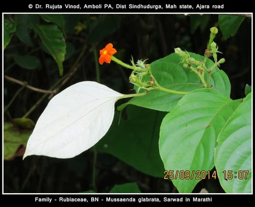 Mussaenda glabrata (Dhobi tree) — photo