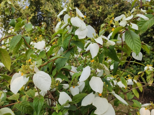 Mussaenda hossei