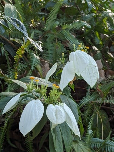 Mussaenda hossei — photo