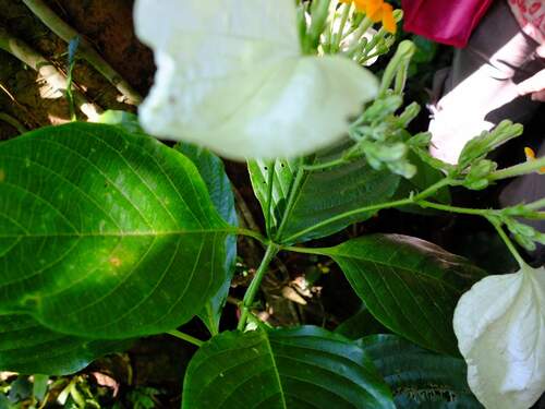 Mussaenda macrophylla (Sweet root) — photo