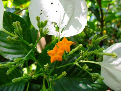 Mussaenda macrophylla