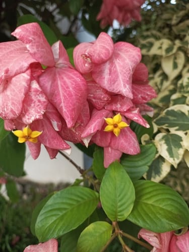 Mussaenda philippica (Bangkok rose) — photo