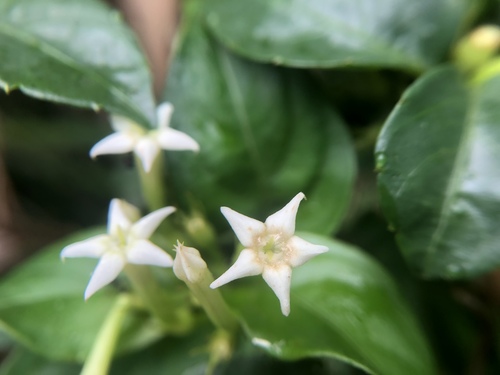 Mussaenda pubescens (Jade-leaf gold-flower) — photo