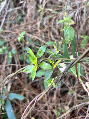 Mussaenda pubescens