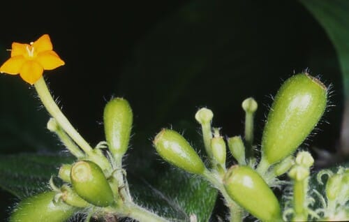 Mussaenda villosa (Back adap) — photo