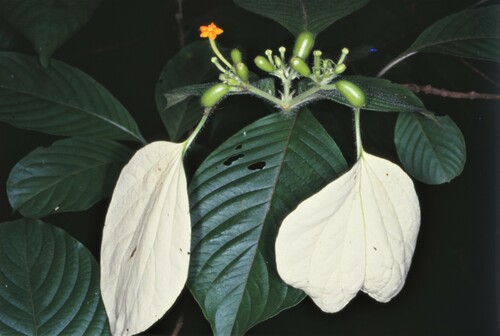 Mussaenda villosa