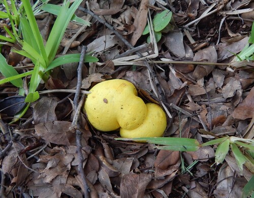 Mycoamaranthus congolensis