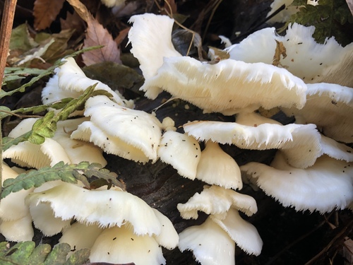 Phanerochaetaceae