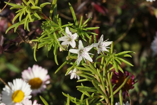 Myoporum parvifolium (Creeping boobialla) — photo