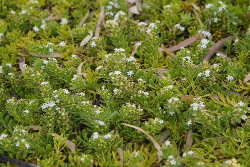 Myoporum parvifolium (Creeping boobialla) — photo