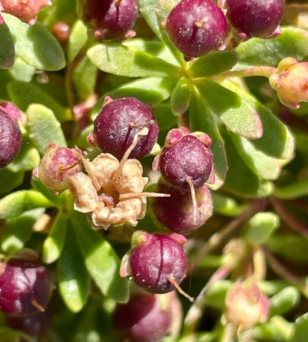 Myoporum parvifolium