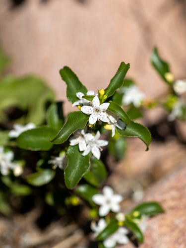 Myoporum viscosum — photo