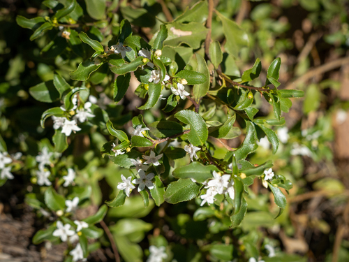 Myoporum viscosum — photo