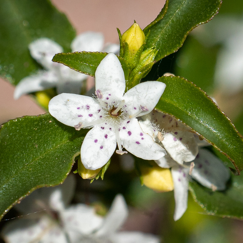 Myoporum viscosum