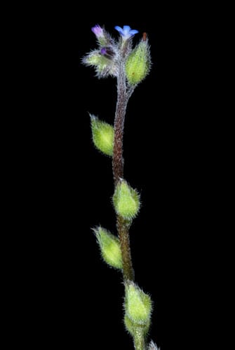 Myosotis arvensis (Field forget-me-not) — photo