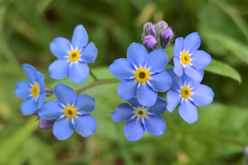 Myosotis sylvatica (Forget-me-not) — photo