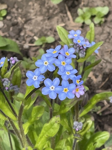 Myosotis sylvatica (Forget-me-not) — photo
