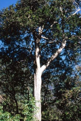 Myrceugenia fernandeziana