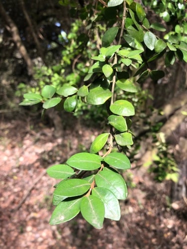 Myrceugenia obtusa (Raran) — photo