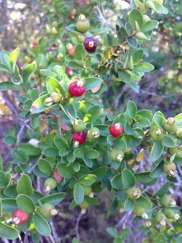 Myrceugenia obtusa