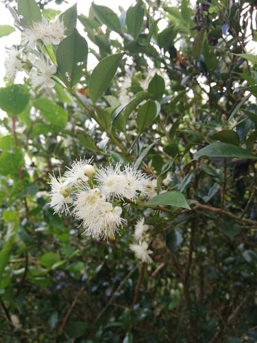Myrceugenia planipes