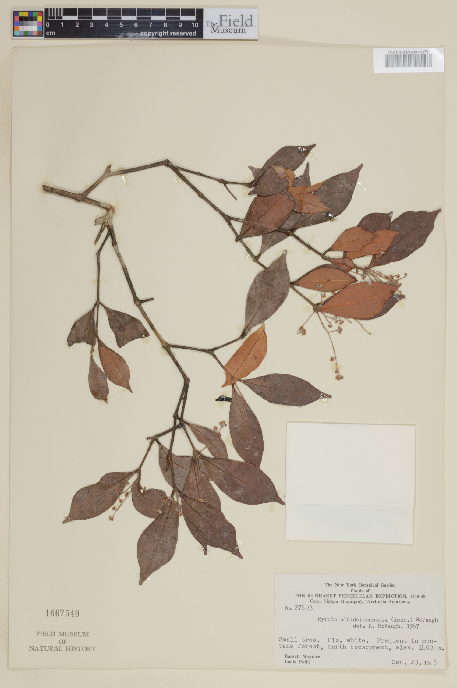 Myrcia albidotomentosa