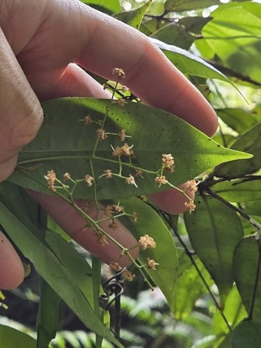Myrcia amazonica (Amazonian myrcia) — photo