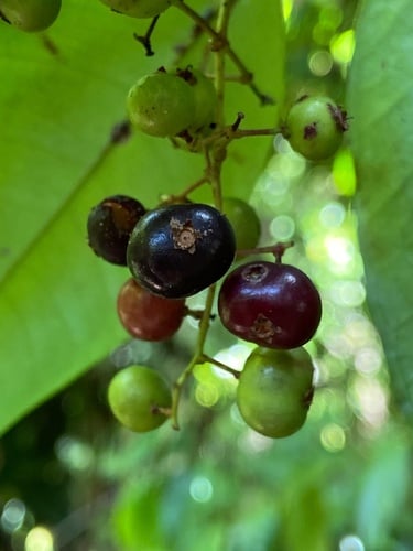 Myrcia amazonica (Amazonian myrcia) — photo