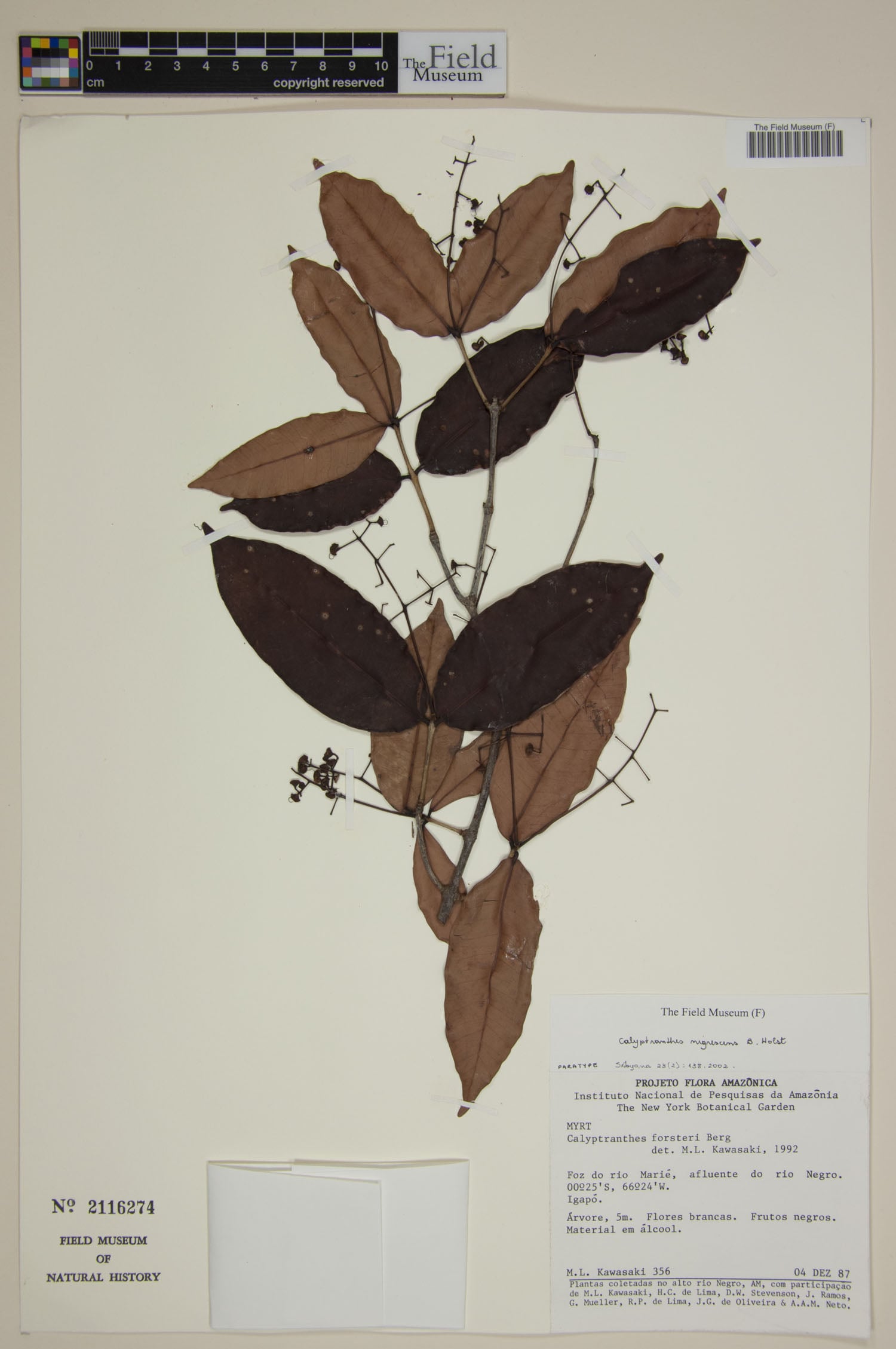 Myrcia celaenensis (Blackish lidflower) — photo