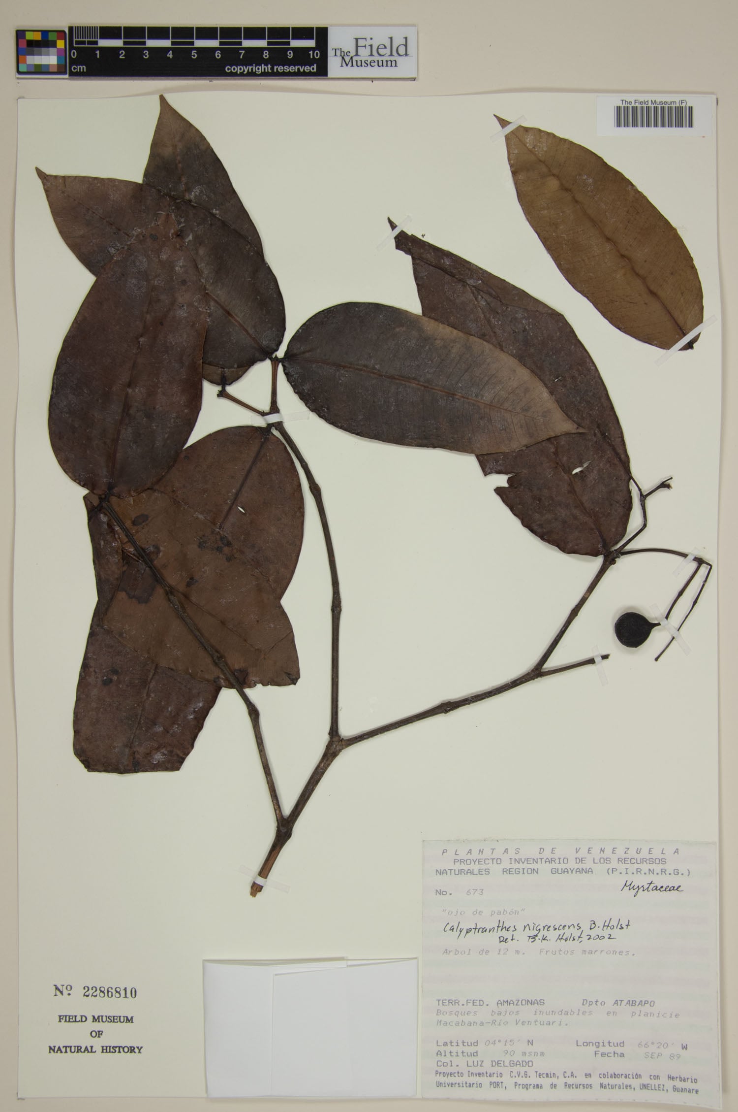 Myrcia celaenensis