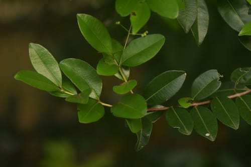 Myrcia guianensis (Quackoo) — photo