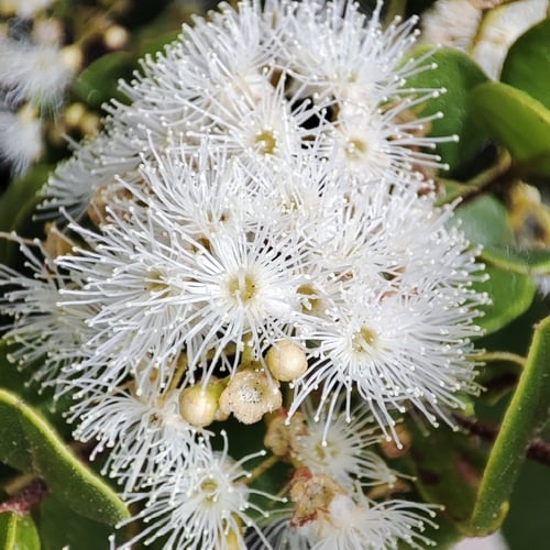 Myrcia guianensis
