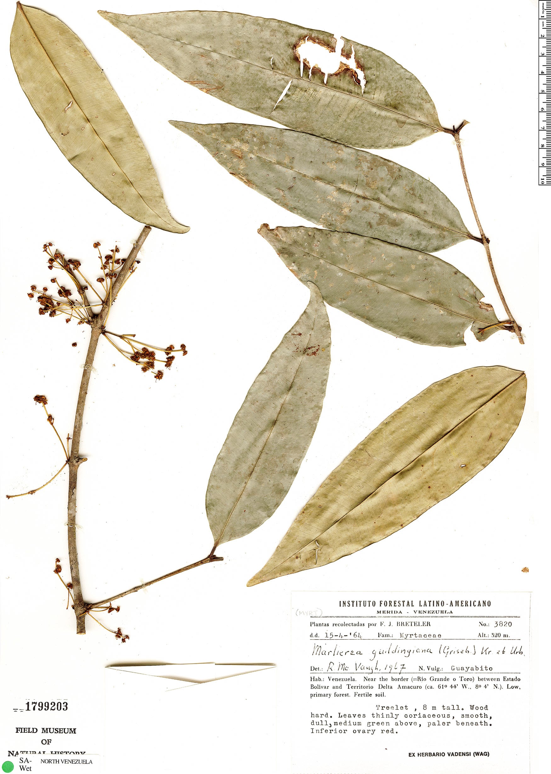 Myrcia guildingiana — photo