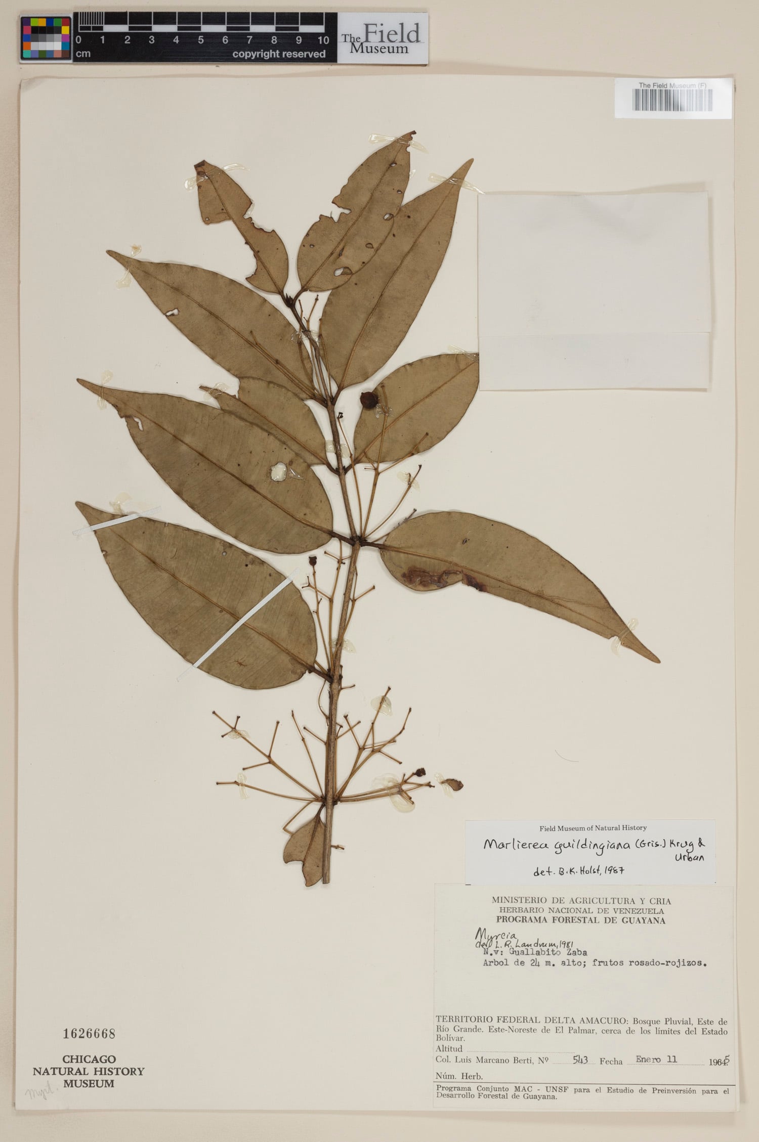 Myrcia guildingiana