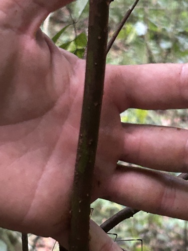 Myrcia leptoclada (Parrotplum myrcia) — photo
