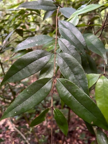 Myrcia leptoclada
