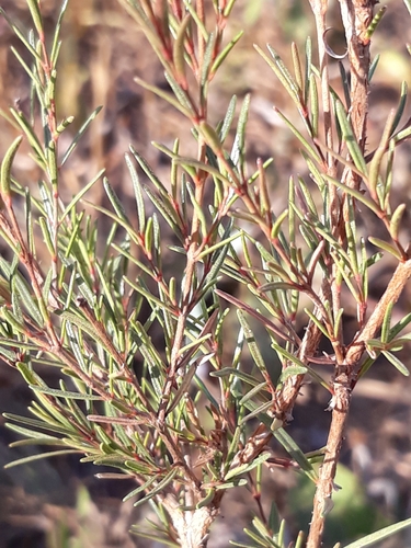 Myrcia linearifolia — photo