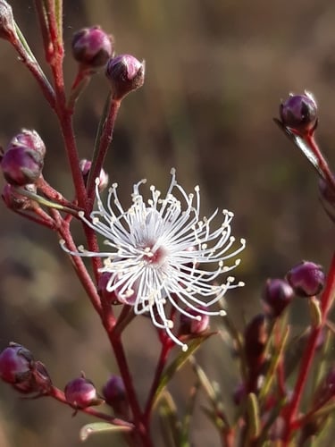 Myrcia linearifolia
