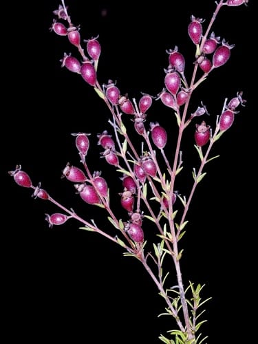 Myrcia linearifolia — photo